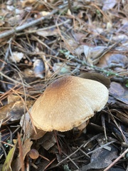 Lepiota spheniscispora