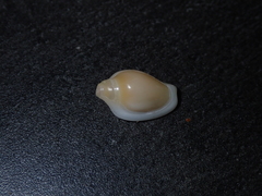 Austroginella muscaria
