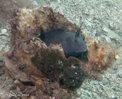 Parablennius tasmanianus