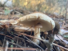 Lepiota spheniscispora