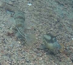 Torquigener pleurogramma