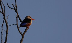 Halcyon leucocephala