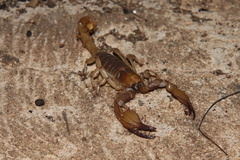 Opistophthalmus