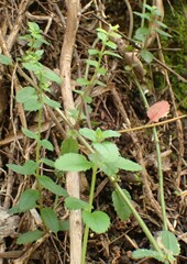 Gonocarpus teucrioides