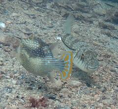 Torquigener pleurogramma