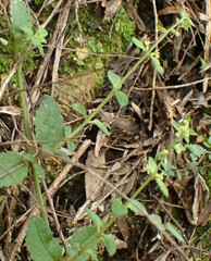 Gonocarpus teucrioides