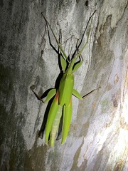 Tropidoderus rhodomus