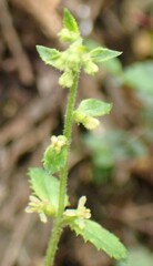 Gonocarpus teucrioides