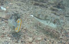 Torquigener pleurogramma