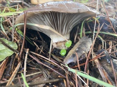 Gomphidius oregonensis