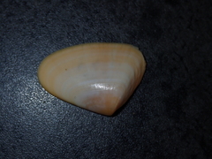 Latona deltoides