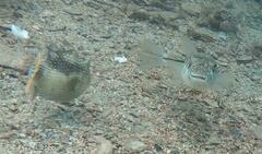 Torquigener pleurogramma