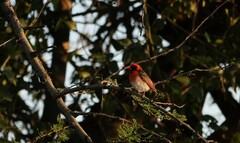 Anaplectes rubriceps