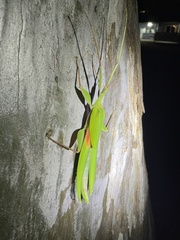 Tropidoderus rhodomus