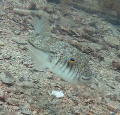 Torquigener pleurogramma