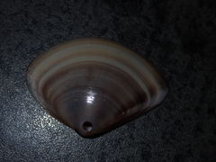 Austromactra contraria