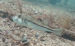 Torquigener pleurogramma