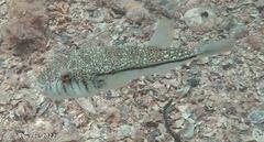 Torquigener pleurogramma