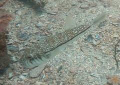 Torquigener pleurogramma