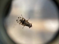 Ceroxys