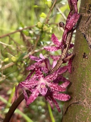 Dipodium punctatum