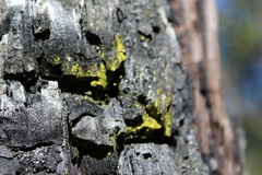 Chrysothrix xanthina