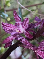 Dipodium punctatum