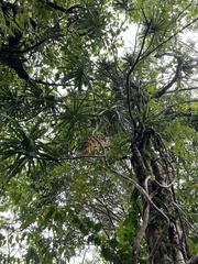 Freycinetia arborea
