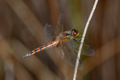 Austrothemis nigrescens