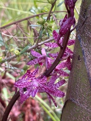 Dipodium punctatum