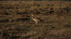 Lissotis melanogaster