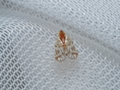 Saccharodite chrysonoe