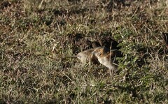 Passer rufocinctus