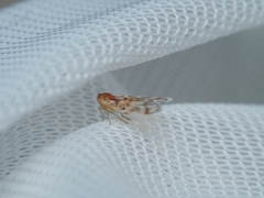 Saccharodite chrysonoe