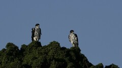 Aquila spilogaster