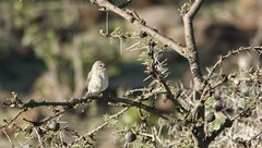 Bradornis microrhynchus