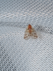 Saccharodite chrysonoe