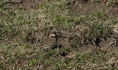 Eremopterix leucopareia