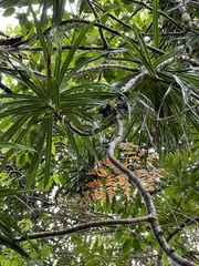 Freycinetia arborea