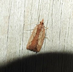 Planotortrix notophaea