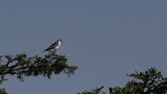 Polihierax semitorquatus