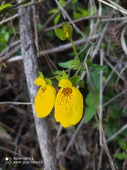 Calceolaria crenatiflora