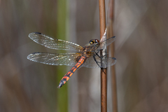 Austrothemis nigrescens