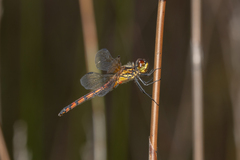 Austrothemis nigrescens