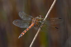 Austrothemis nigrescens