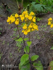 Calceolaria crenatiflora