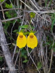 Calceolaria crenatiflora
