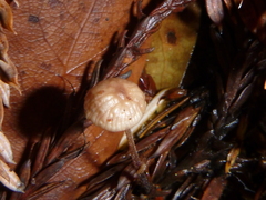 Paragymnopus sequoiae