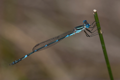 Austrolestes minjerriba