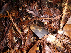 Paragymnopus sequoiae